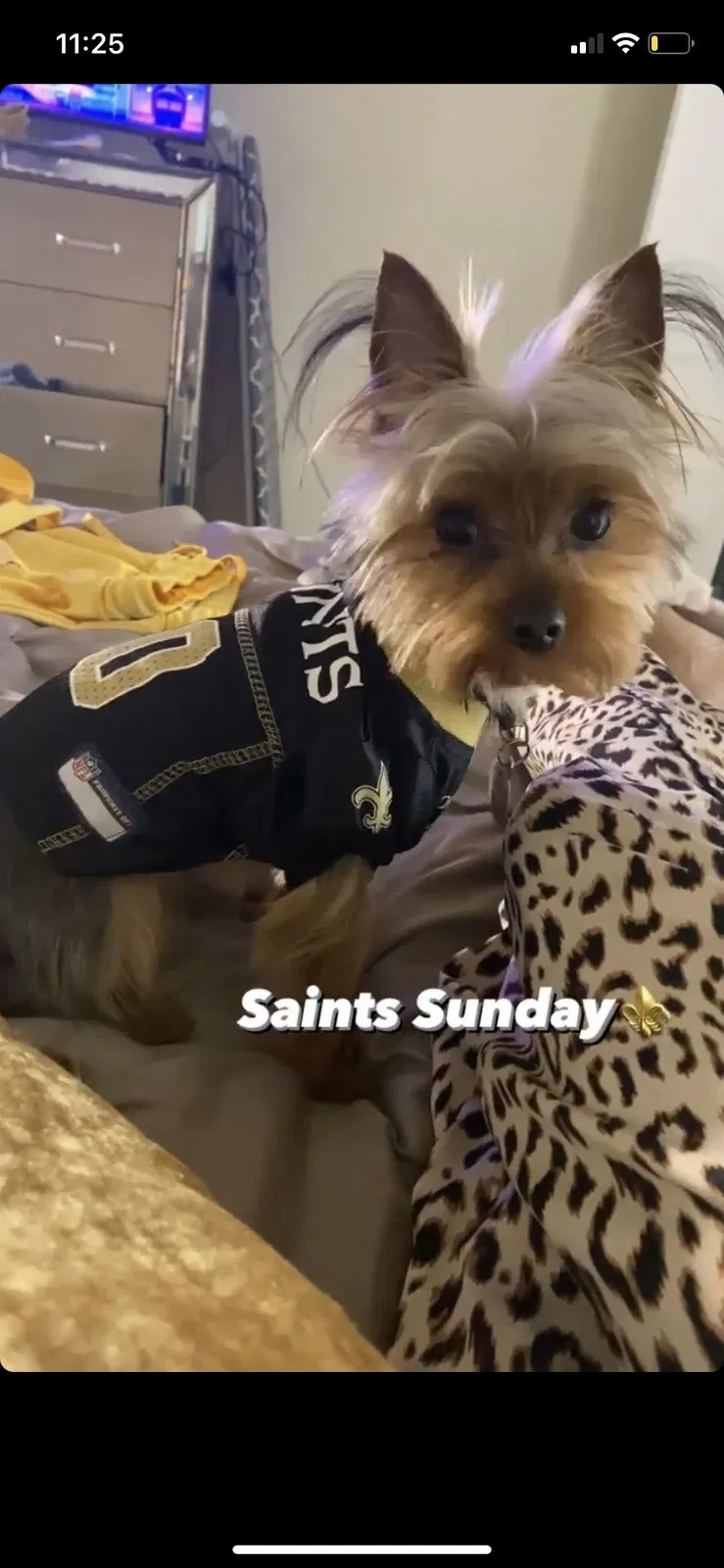 Lost dog in Slidell, LA, 70461