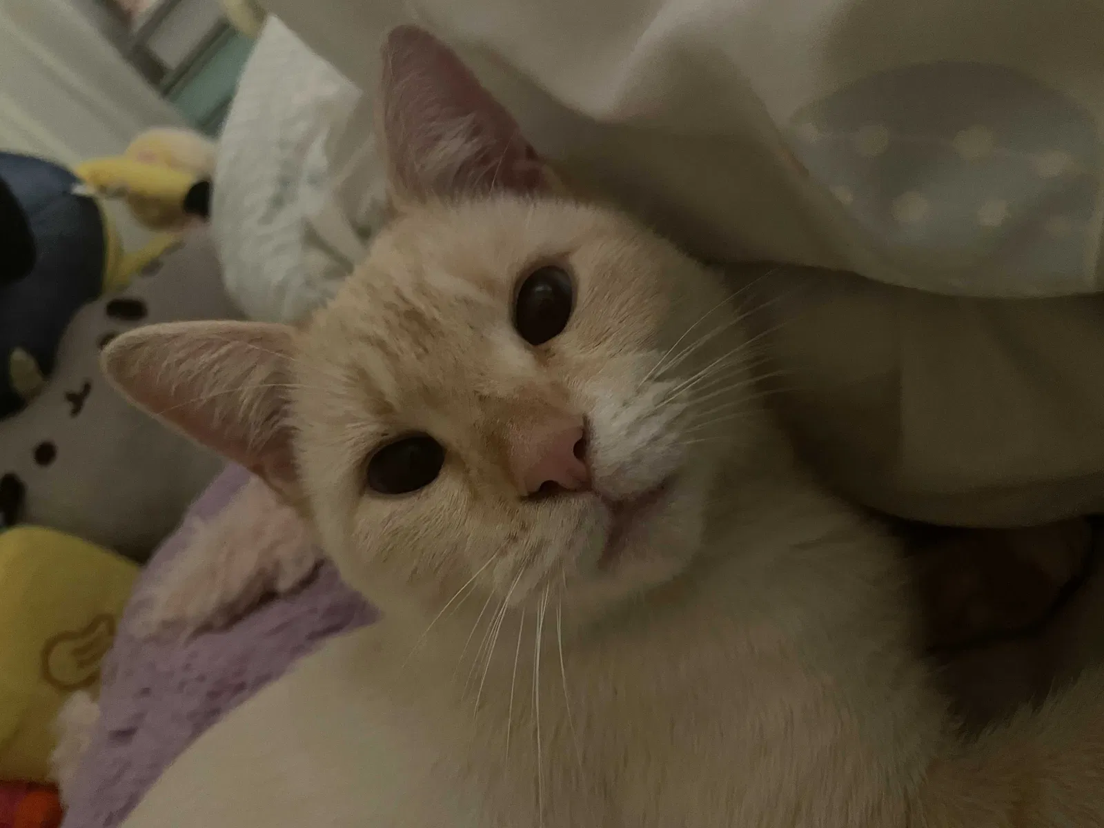 Lost cat in Dedham, MA, 2026
