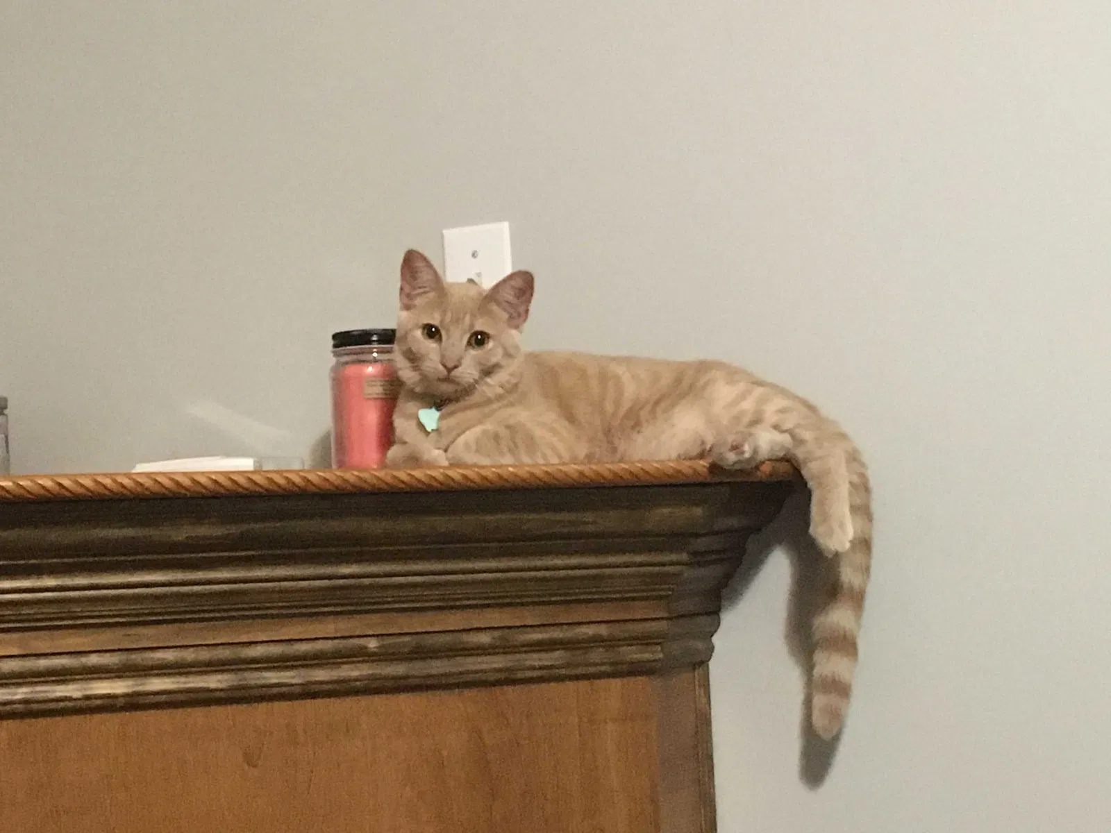 Lost cat in Lenoir City, TN, 37771