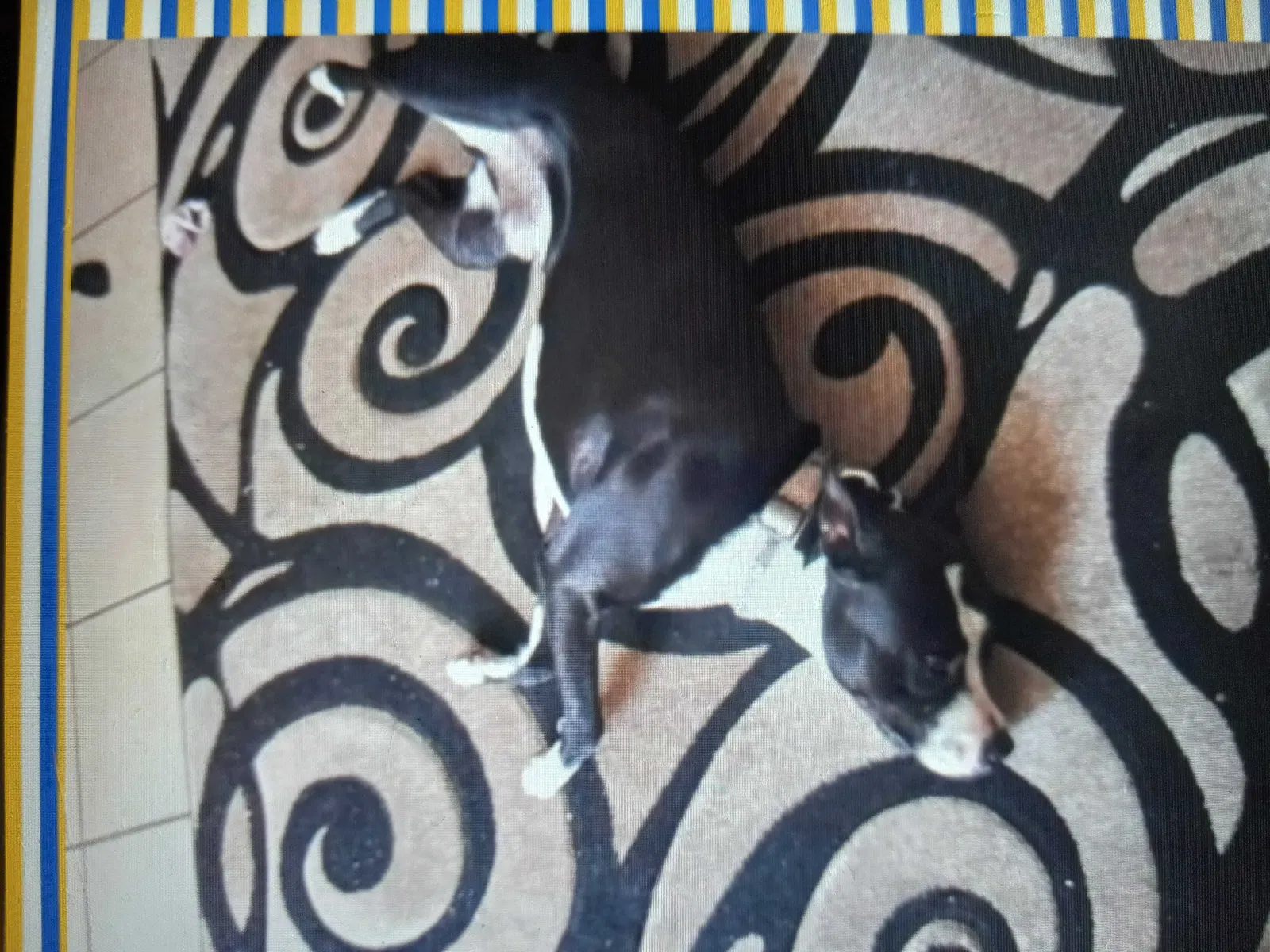 Lost dog in Belen, NM, 87002