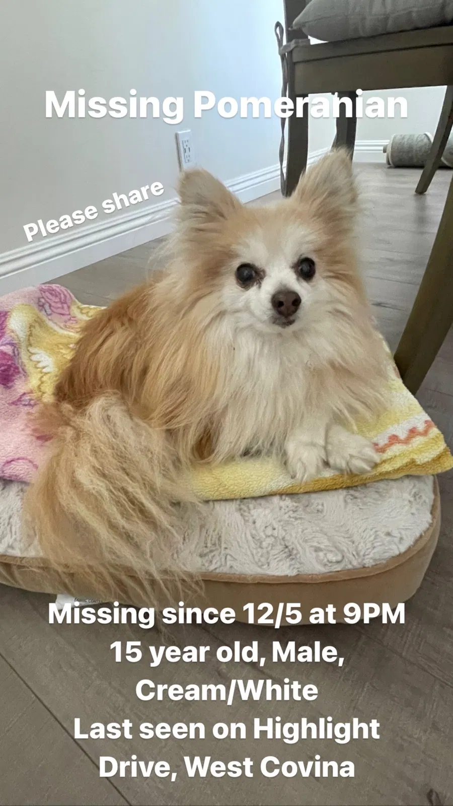 Lost dog in West Covina, CA, 91791