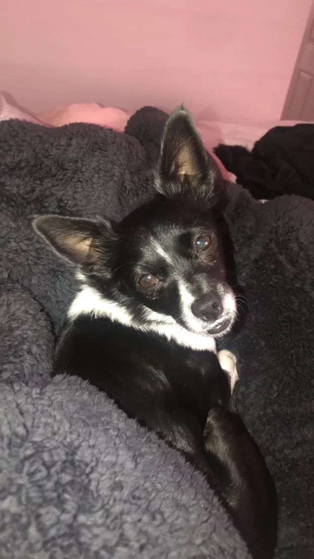 Lost dog in Anaheim, CA, 92802