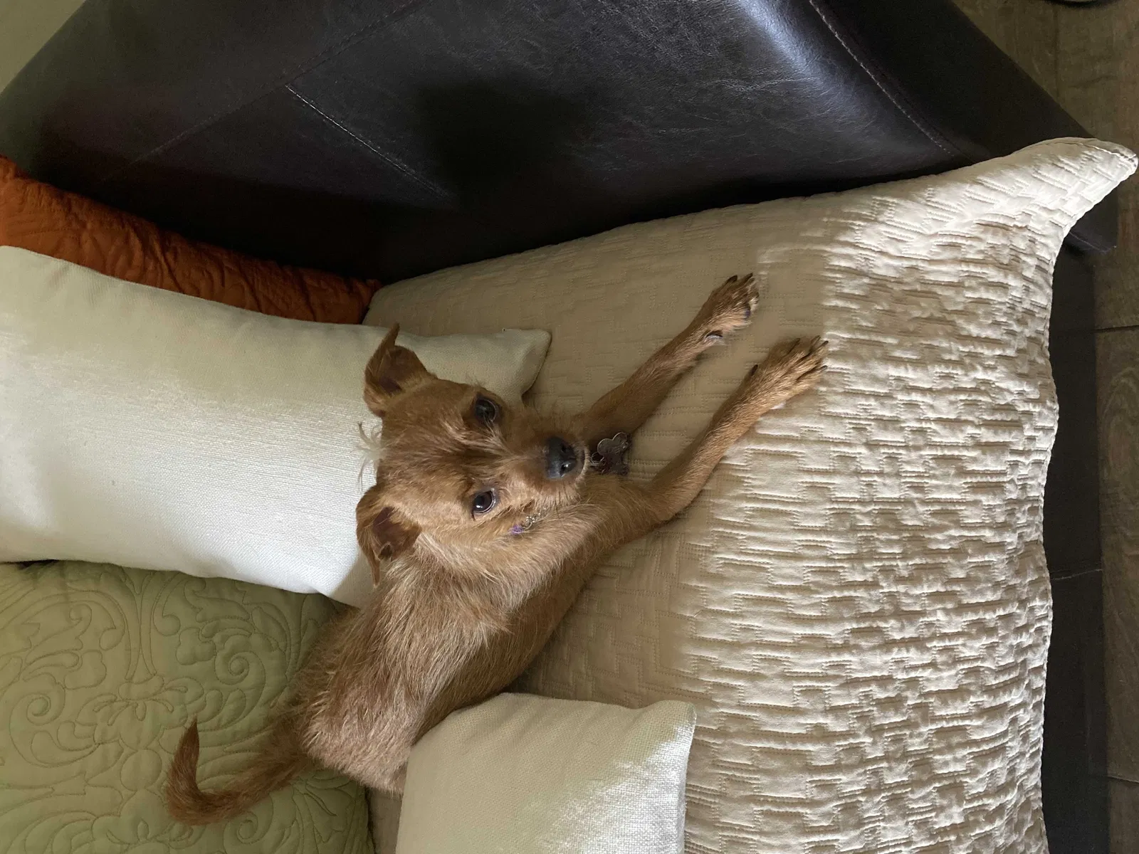 Lost dog in Denver, CO, 80206