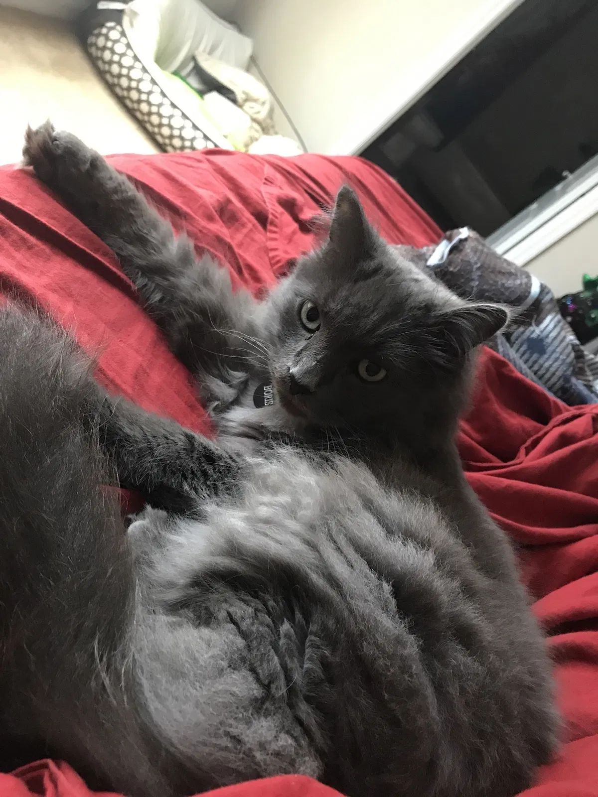 Lost cat in Kissimmee, FL, 34759