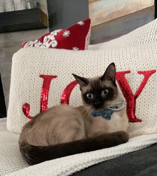 Lost cat in Winter Springs, FL, 32708