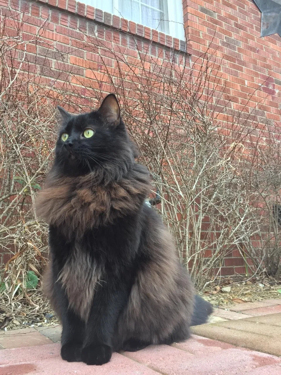 Lost cat in Jacksonville, FL, 32210