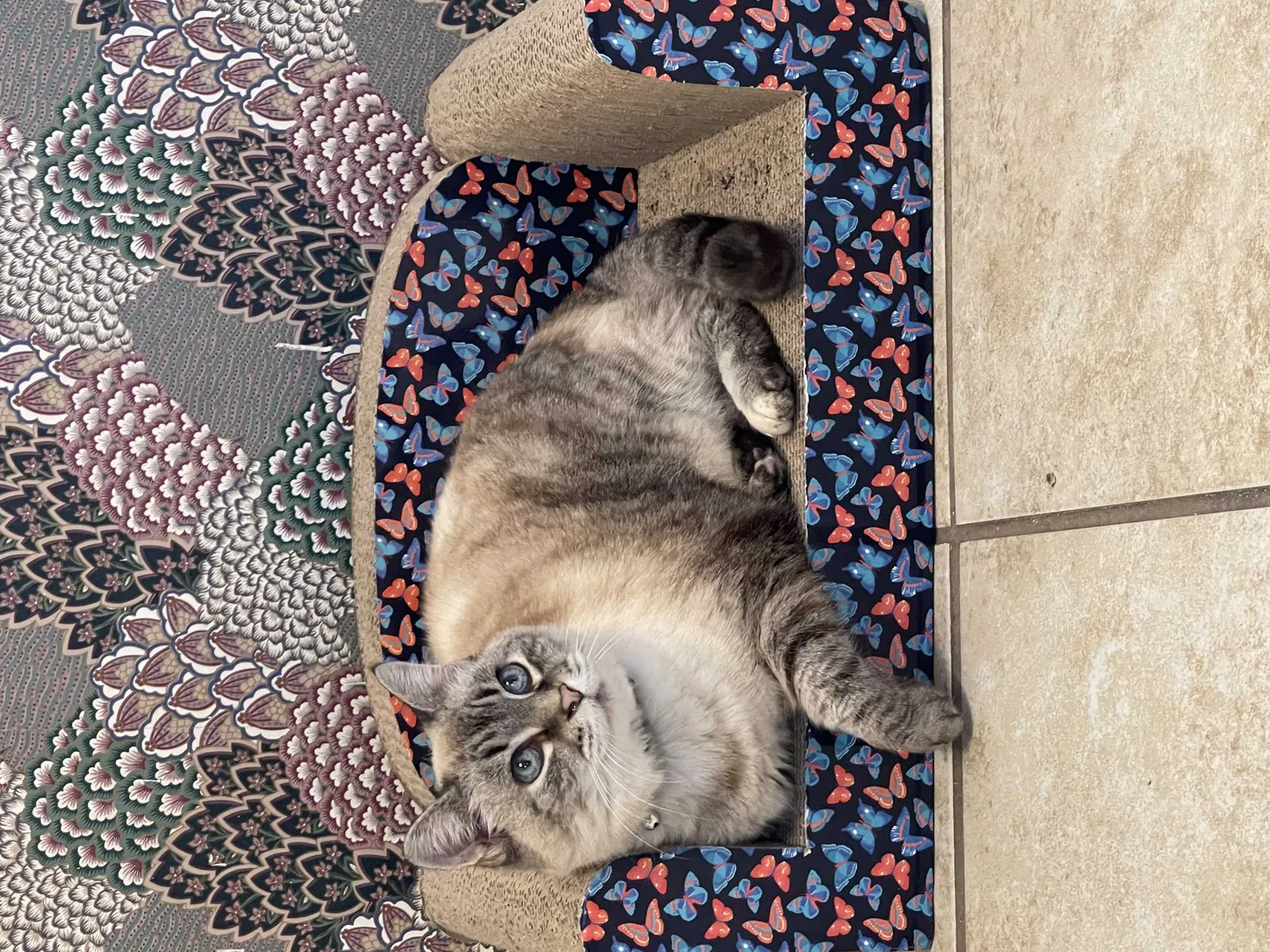 Lost cat in Killeen, TX, 76549