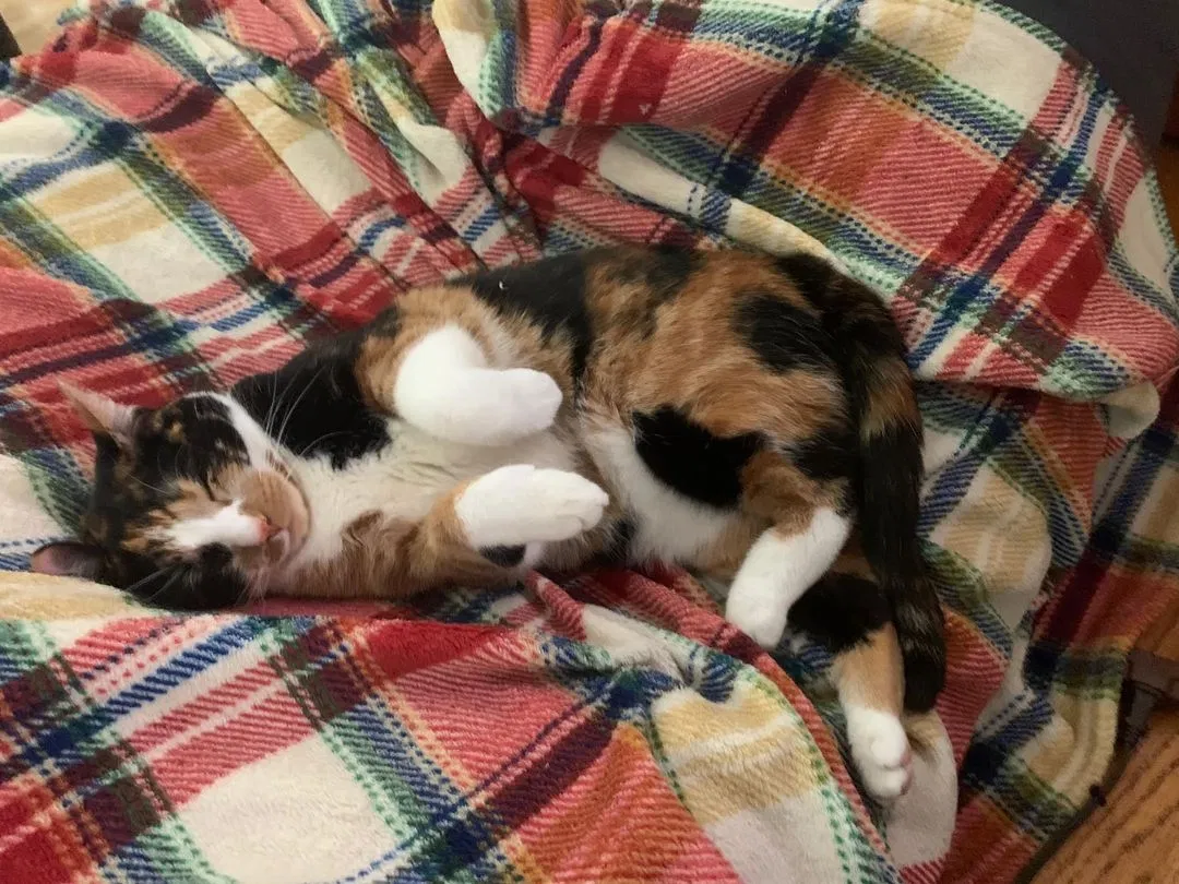 Lost cat in Taunton, MA, 2780