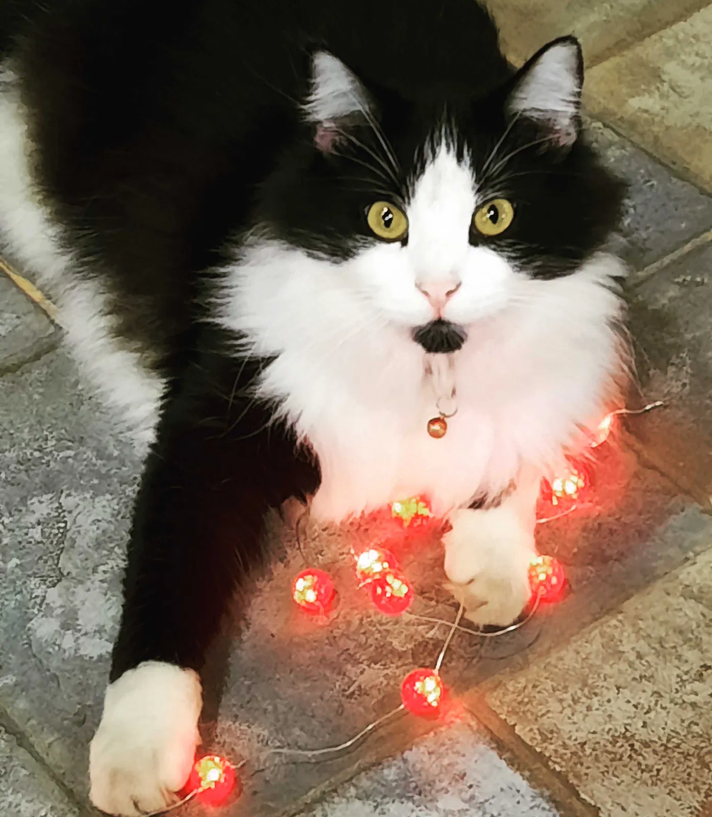 Lost cat in Edmond, OK, 73025