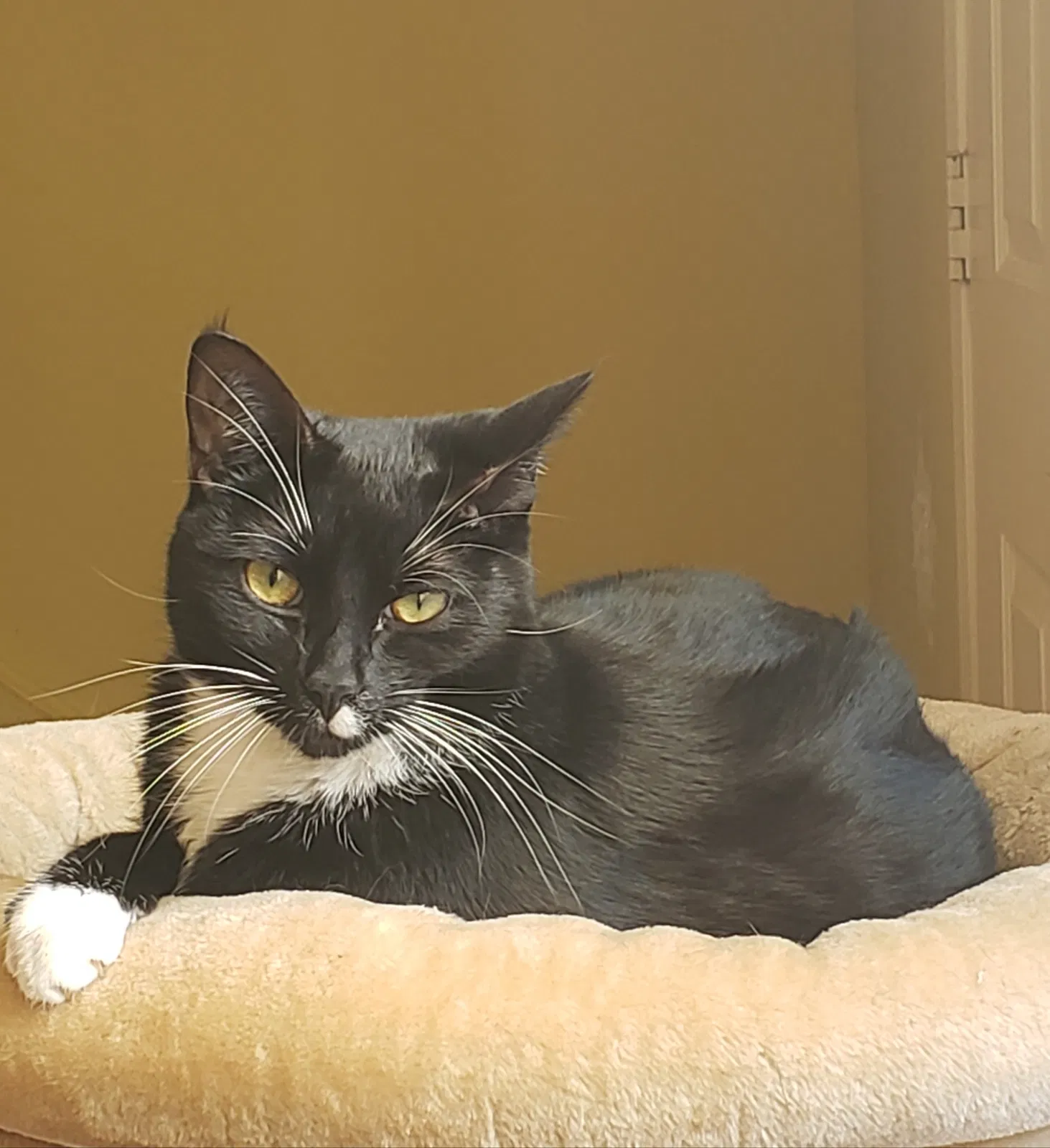 Lost cat in Carmichael, CA, 95608