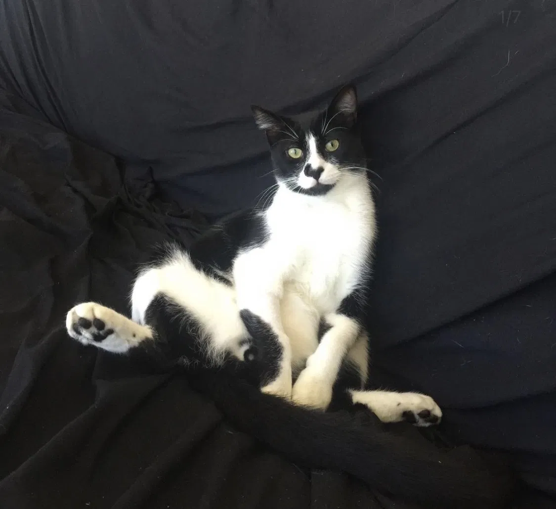 Lost cat in Miami, FL, 33193