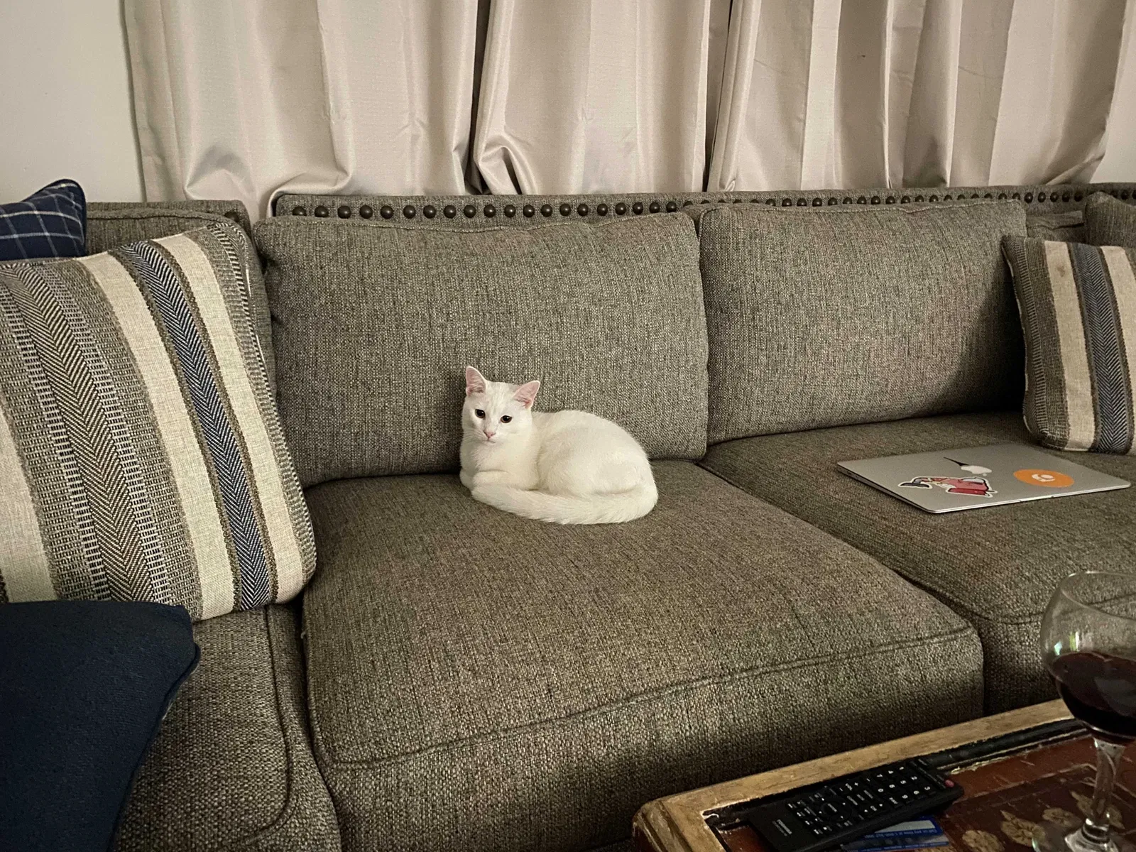 Lost cat in Bonita Springs, FL, 34134