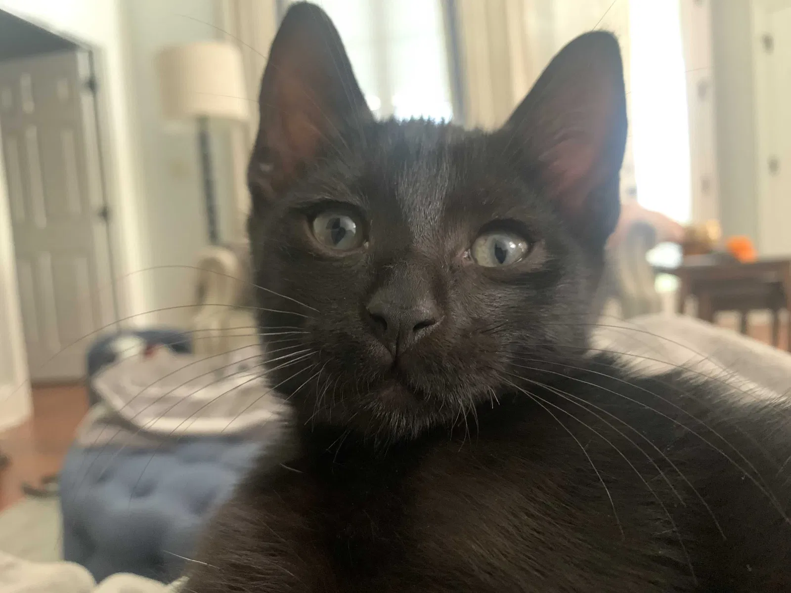 Lost cat in Broussard, LA, 70518
