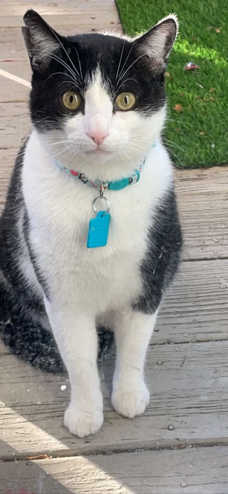 Lost cat in Springfield, MO, 65802