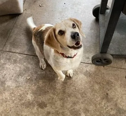 Lost dog in Missouri City, TX, 77459