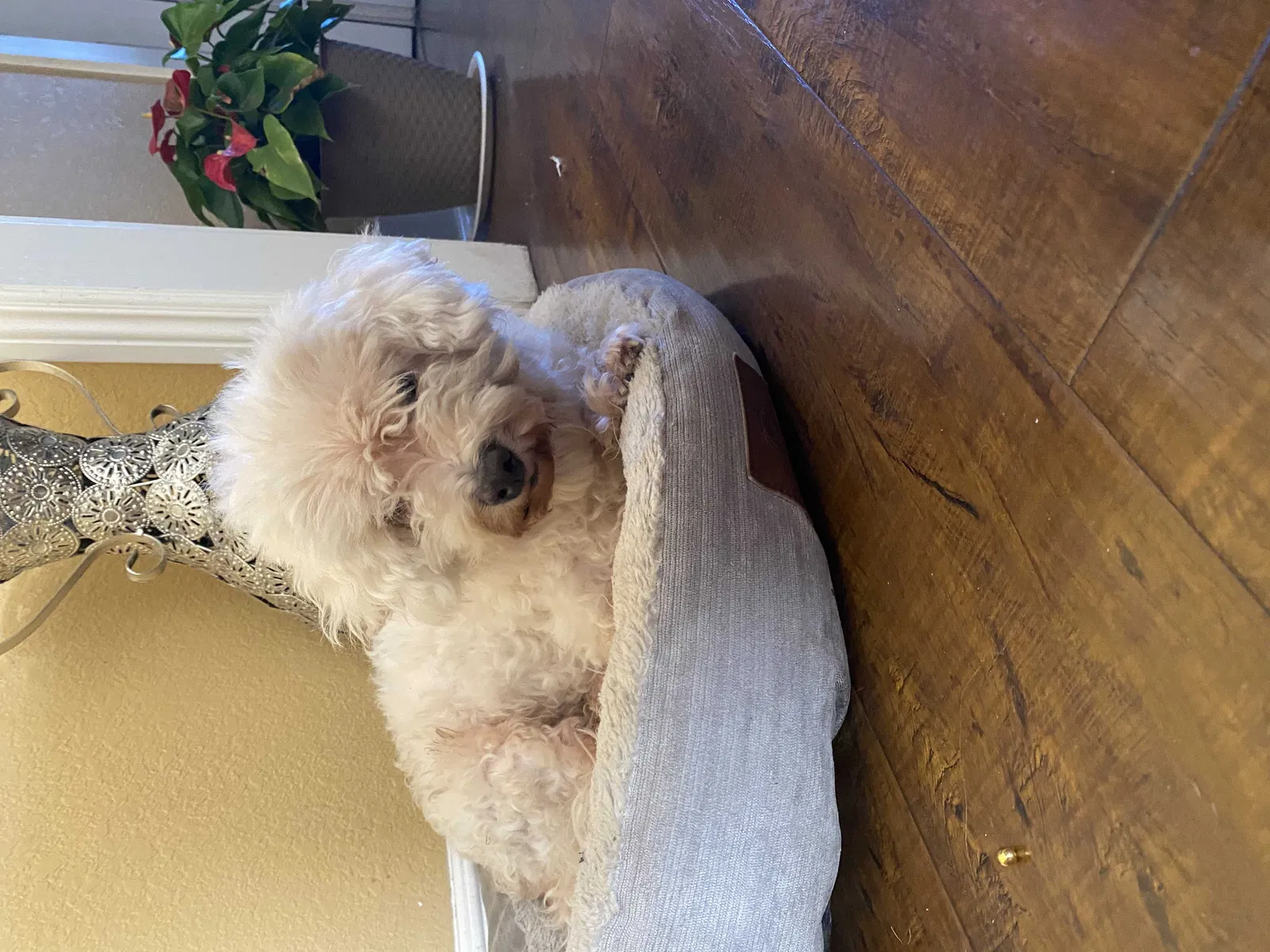 Lost dog in Los Angeles, CA, 90011