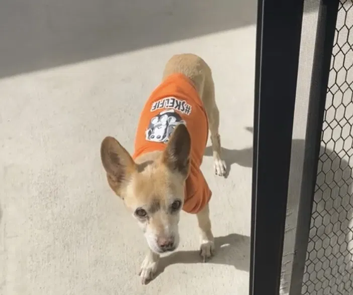 Lost dog in Modesto, CA, 95358