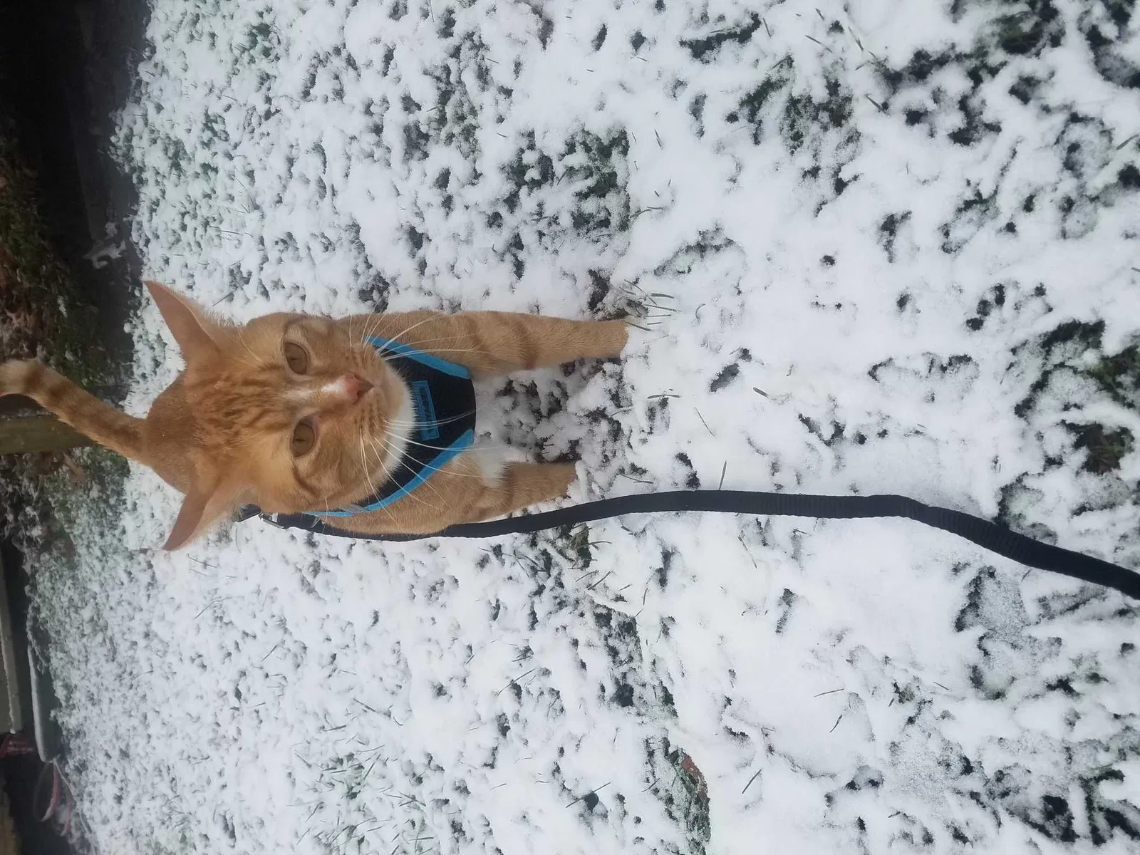 Lost cat in Ozark, MO, 65721