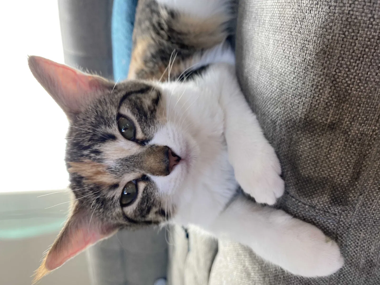Lost cat in San Antonio, TX, 78253