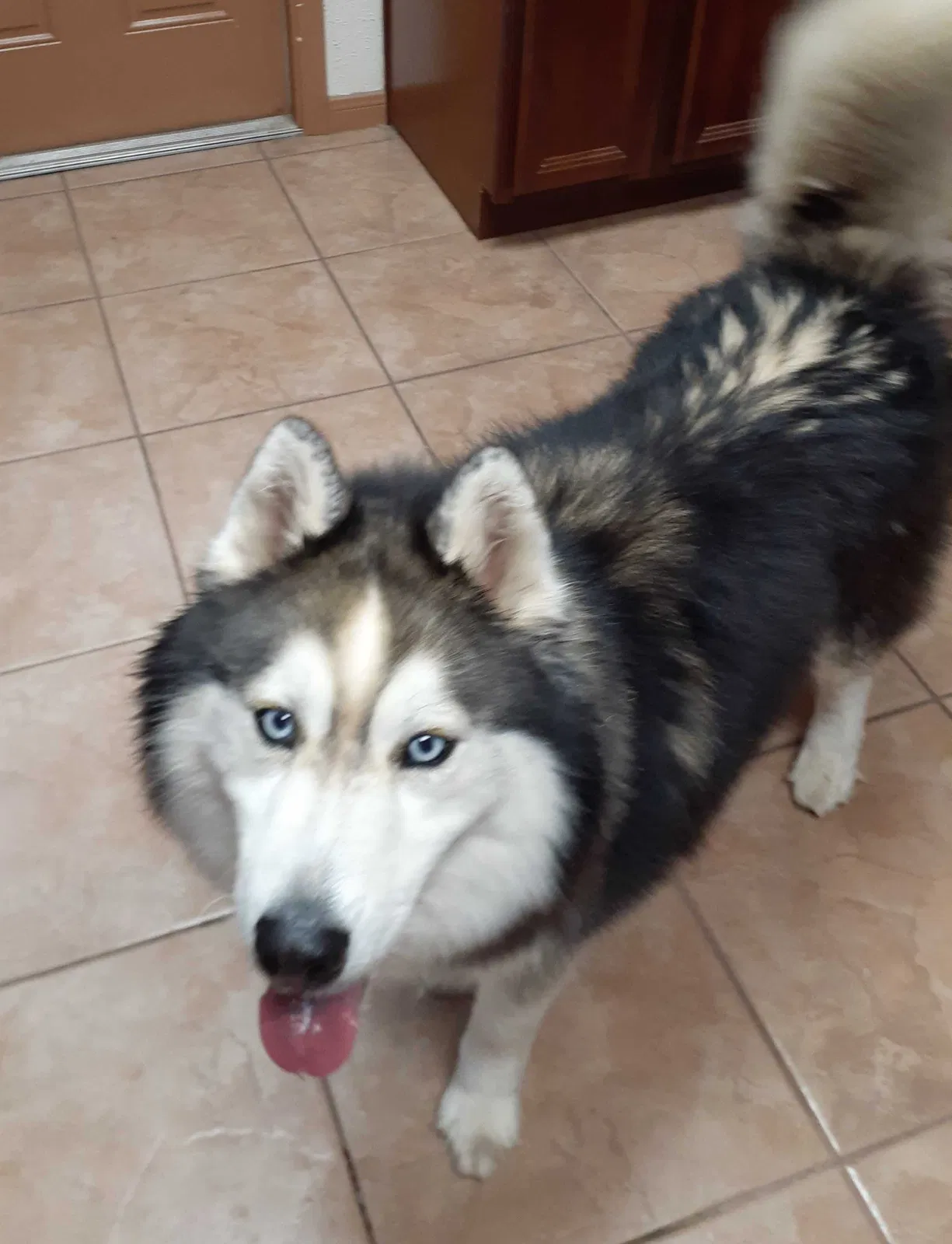 Found dog in Katy, TX, 77493