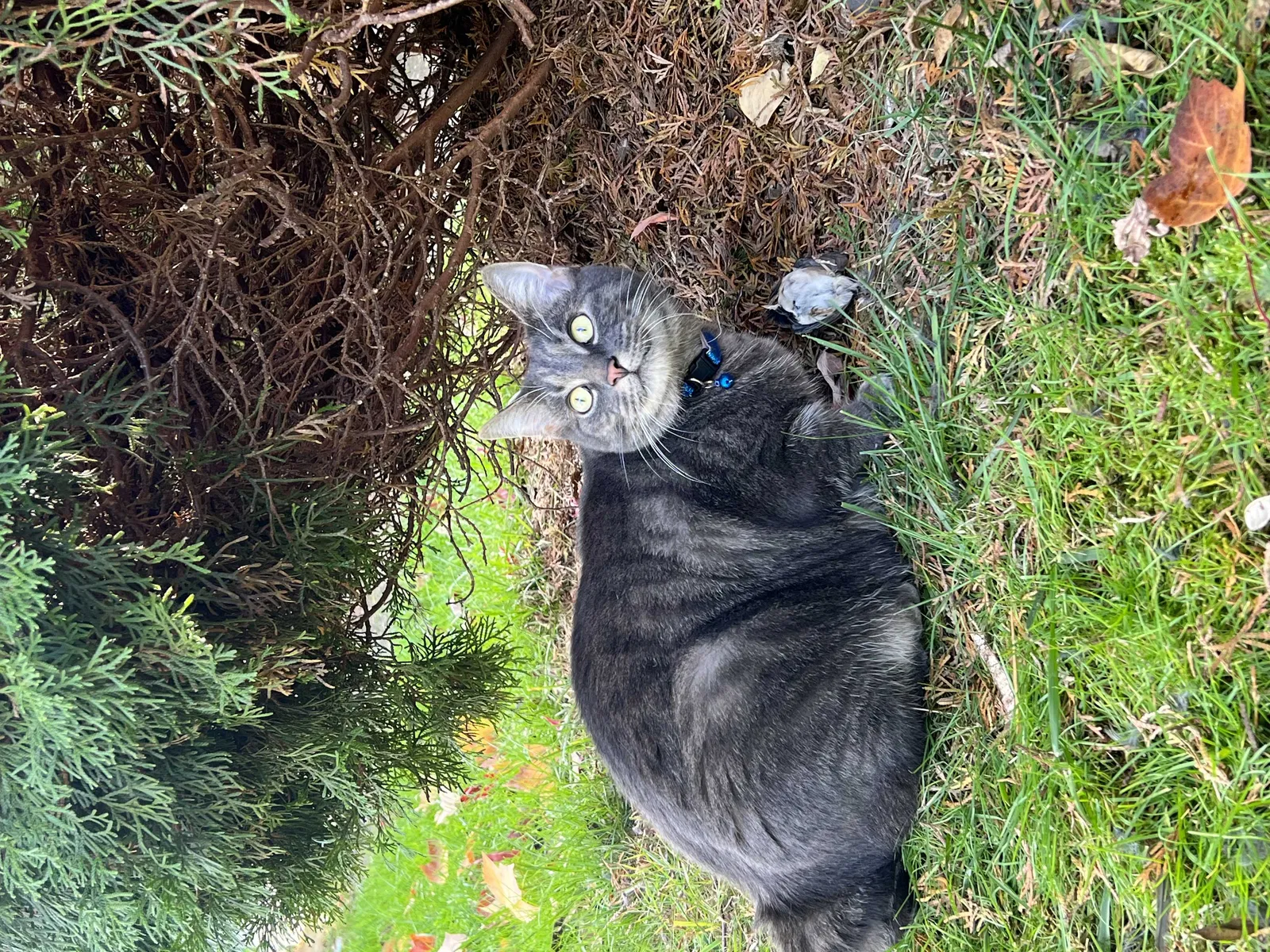 Lost cat in Vancouver, WA, 98665