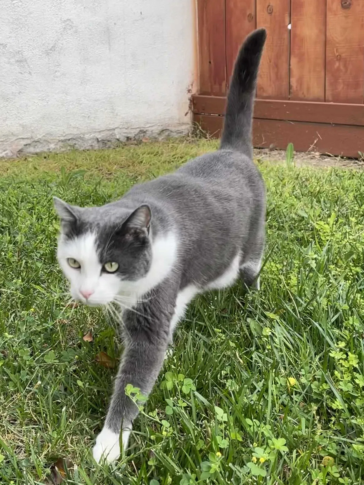 Lost cat in Carlsbad, CA, 92010