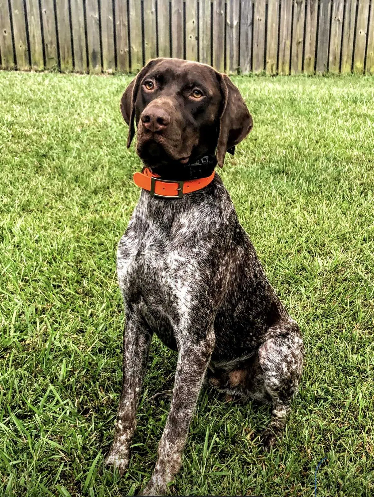 Lost dog in Cropwell, AL, 35054