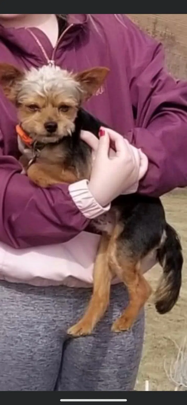 Lost dog in Nampa, ID, 83686