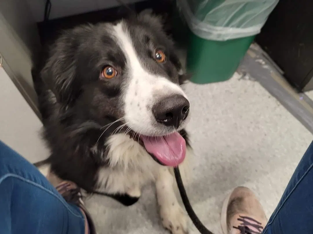 Lost dog in Des Moines, IA, 50321