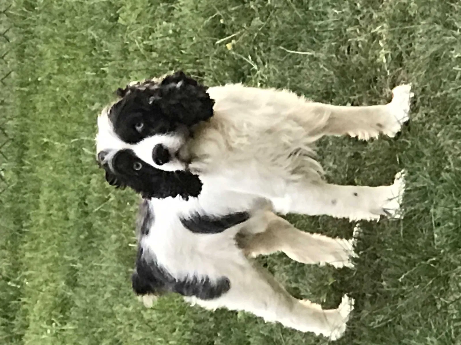 Lost dog in Bellport, NY, 11713