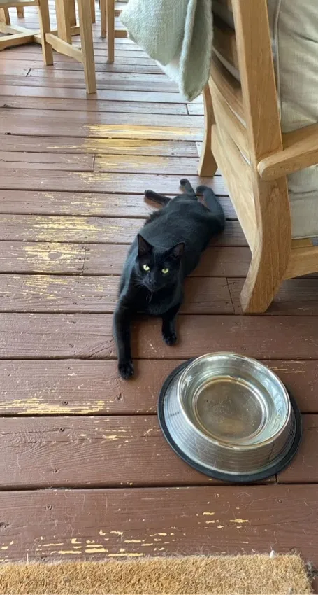 Lost cat in Raleigh, NC, 27615