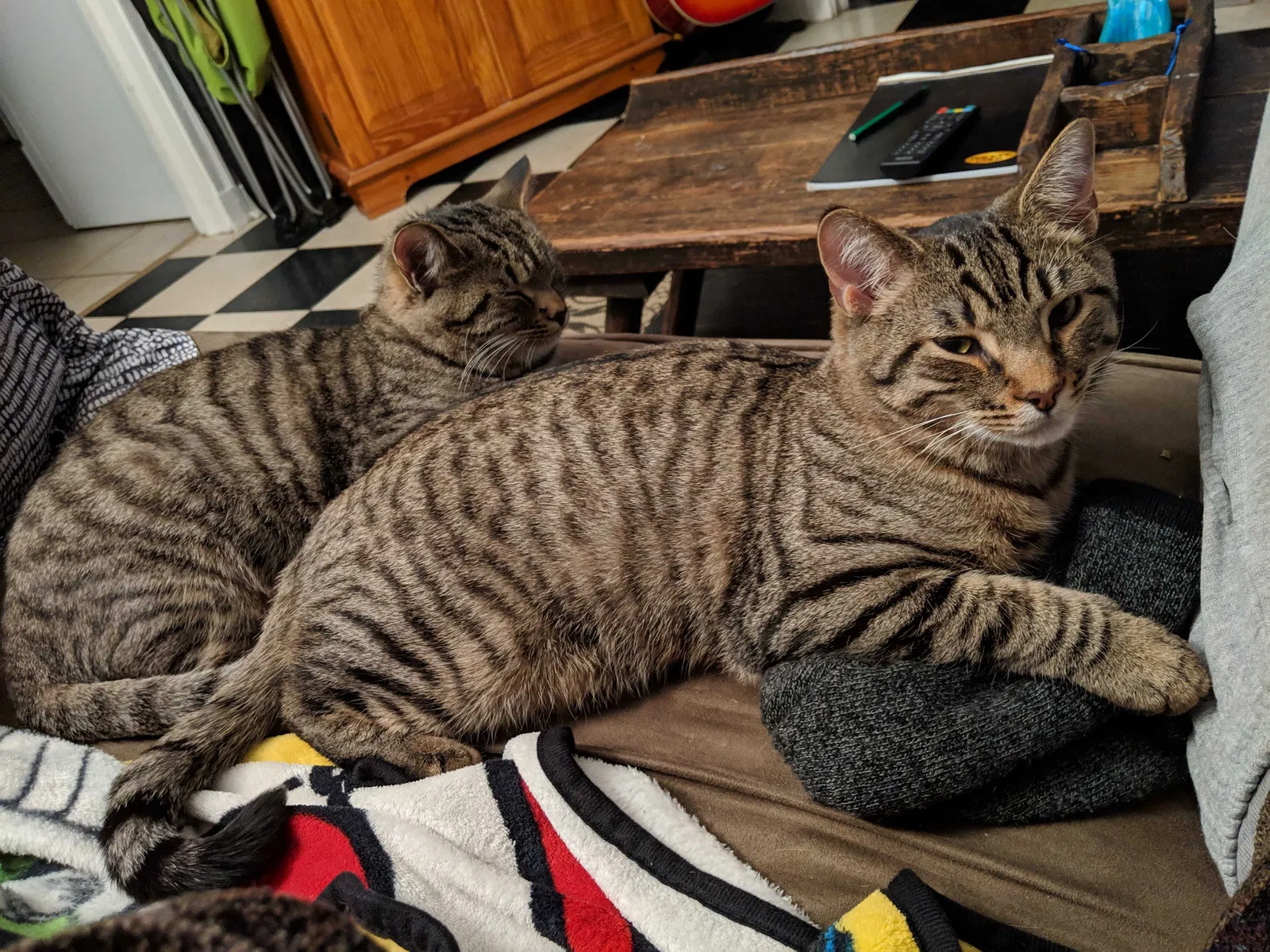 Lost cat in Athens, GA, 30605