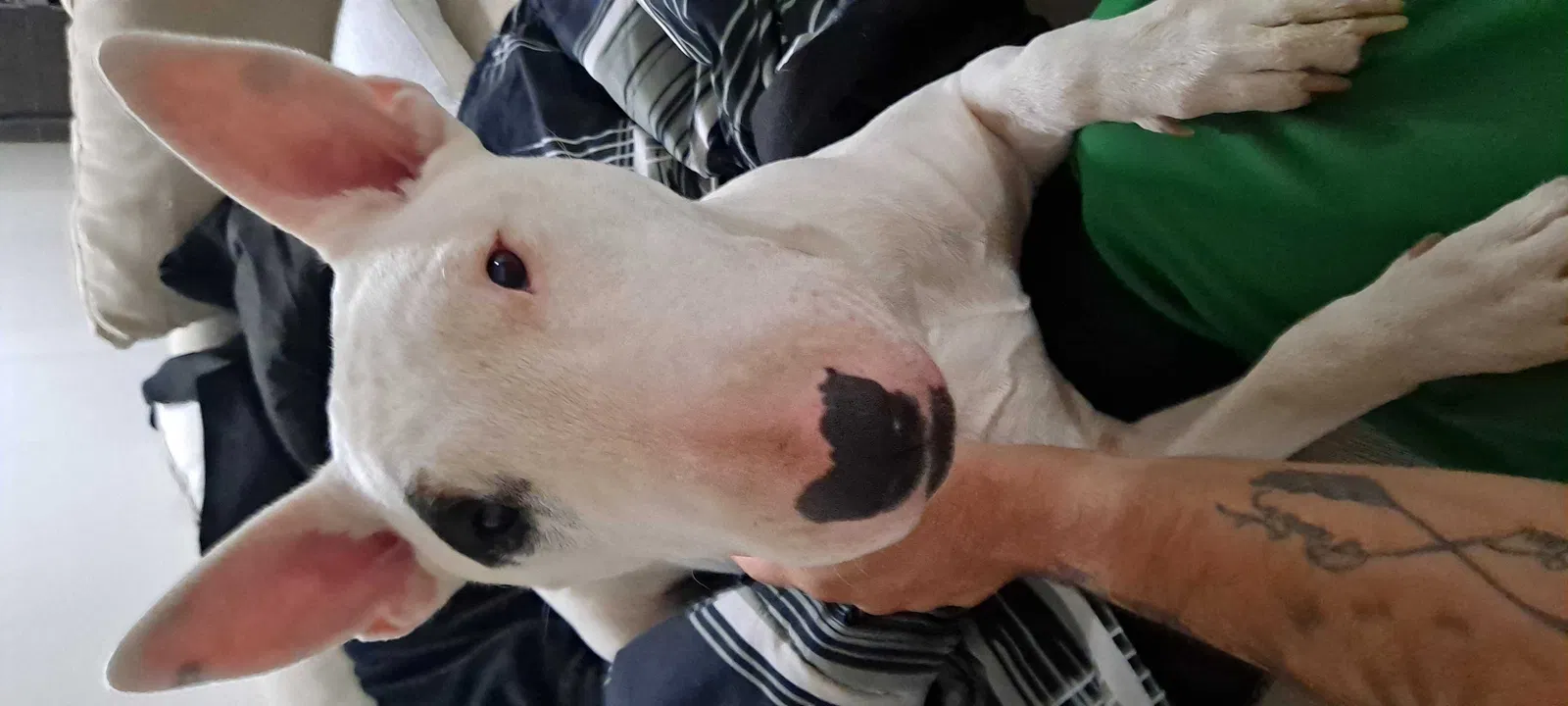 Lost dog in Tooele, UT, 84074