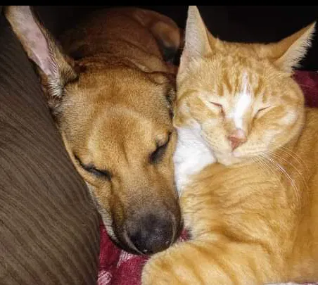 Lost cat in Oshkosh, WI, 54901