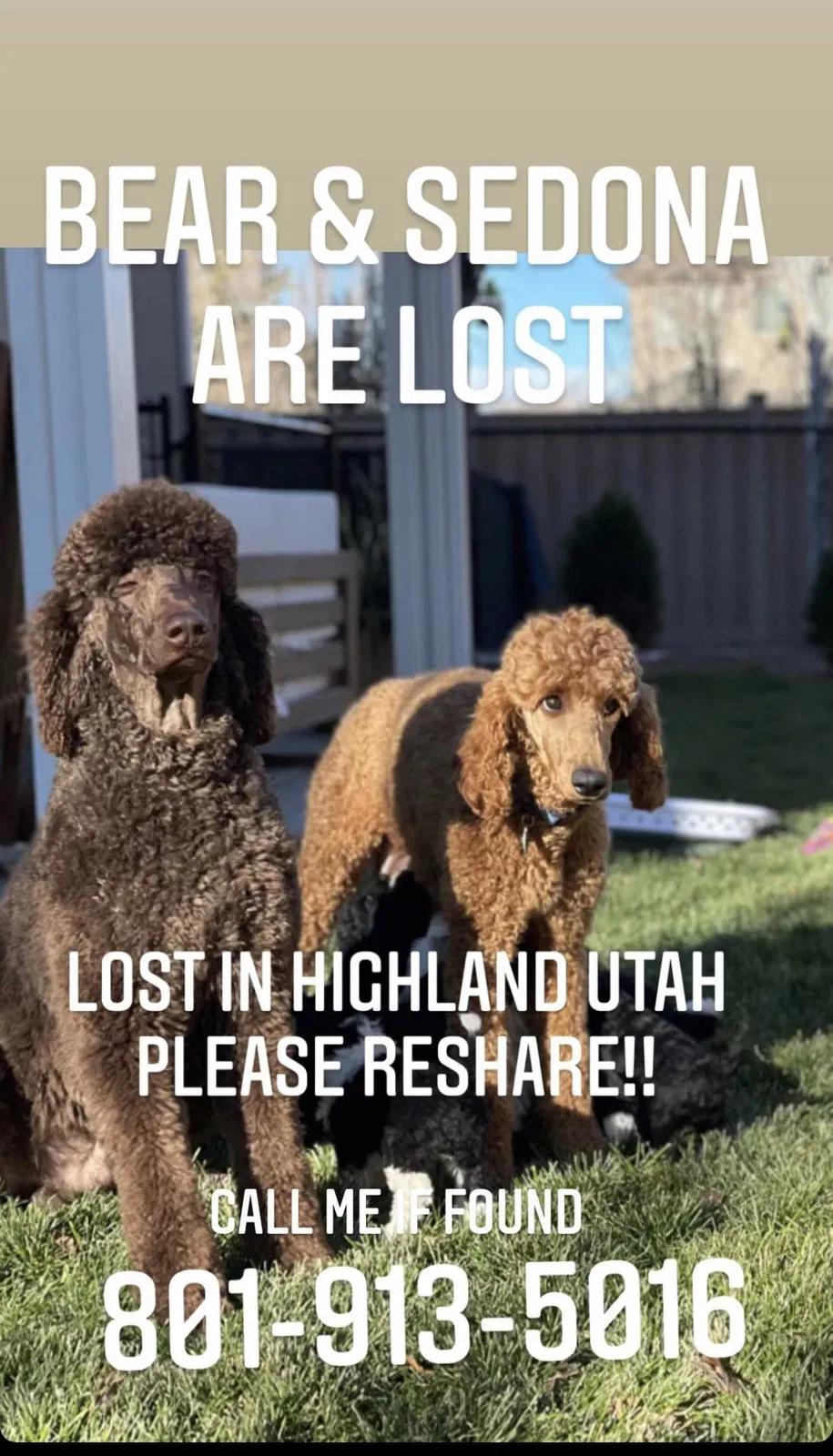 Lost dog in American Fork, UT, 84003