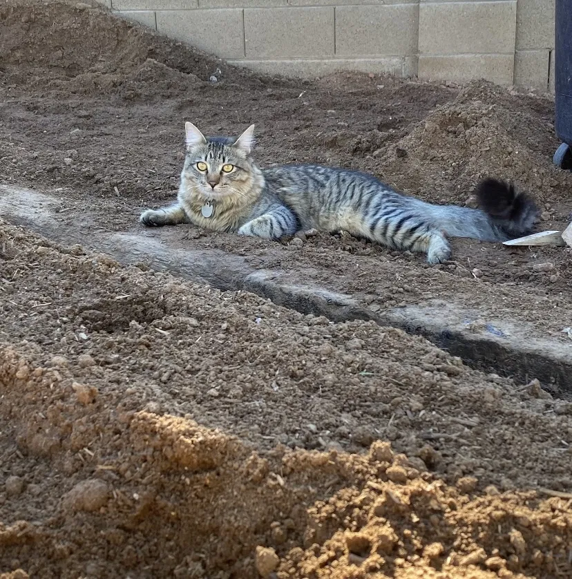 Lost cat in Glendale, AZ, 85308