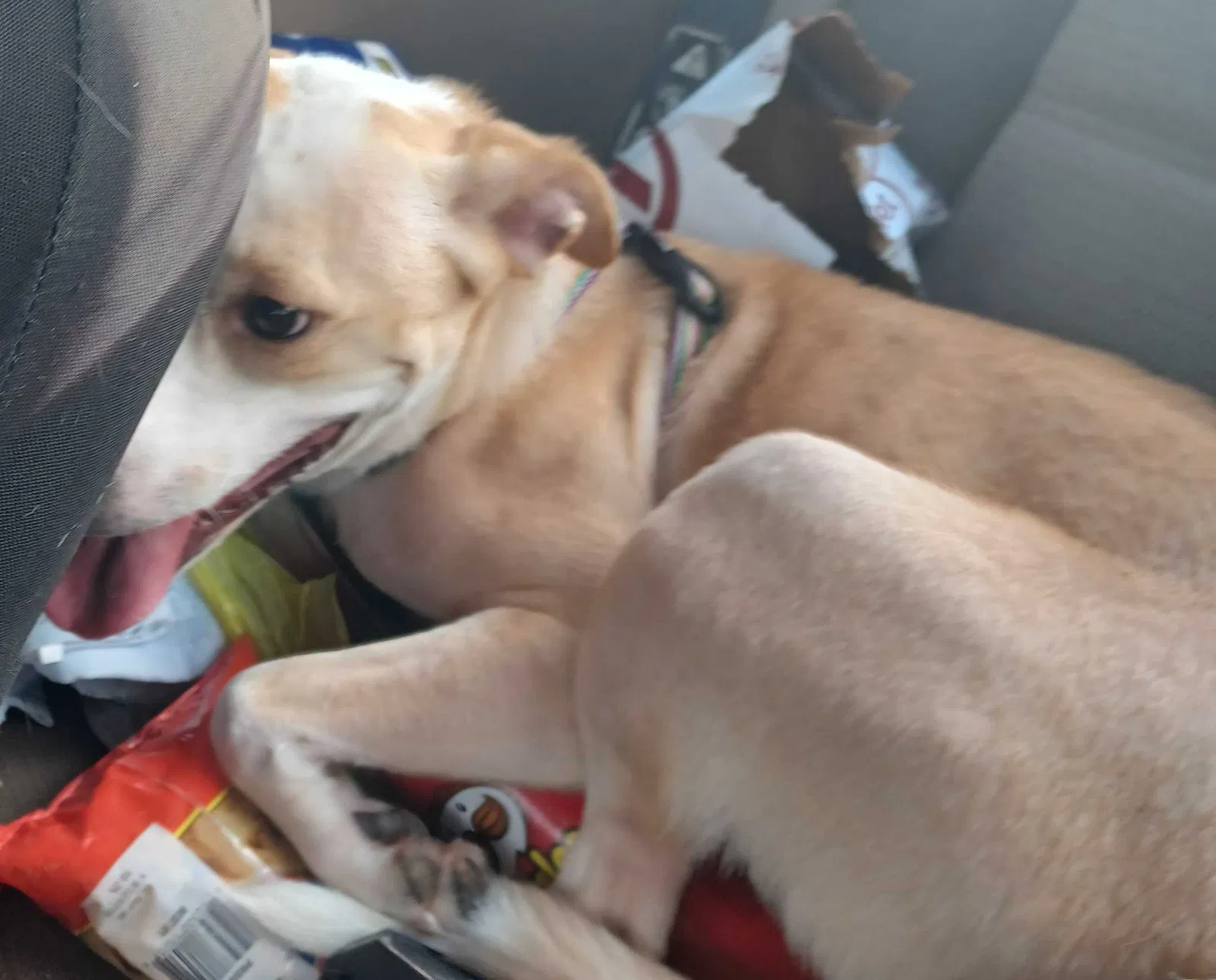 Lost dog in Lubbock, TX, 79423