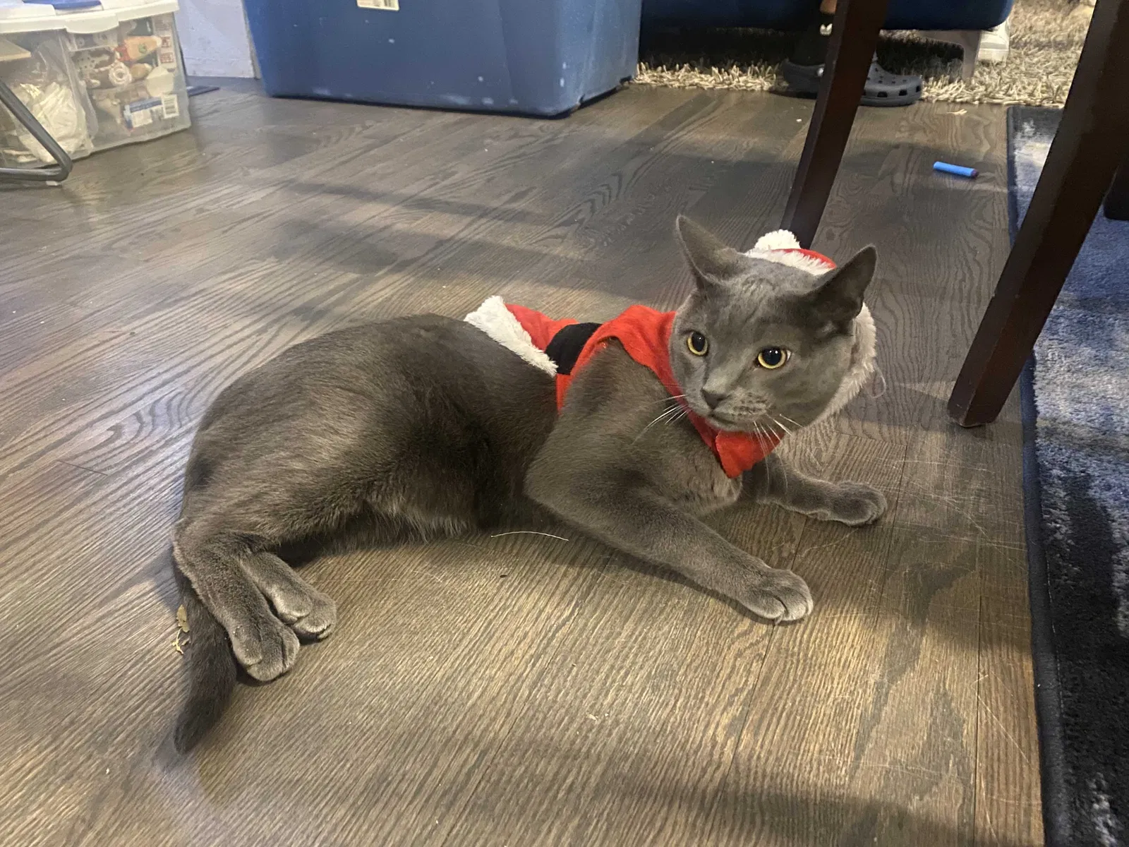Lost cat in Denver, CO, 80249