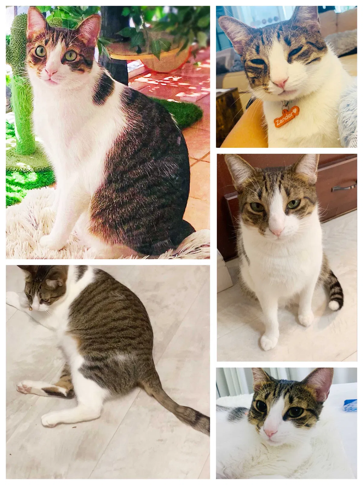 Lost cat in Pompano Beach, FL, 33064