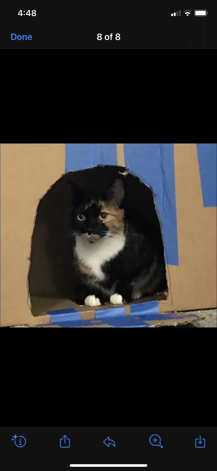 Lost cat in Battle Ground, WA, 98604
