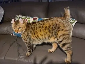 Lost cat in Saint Petersburg, FL, 33710