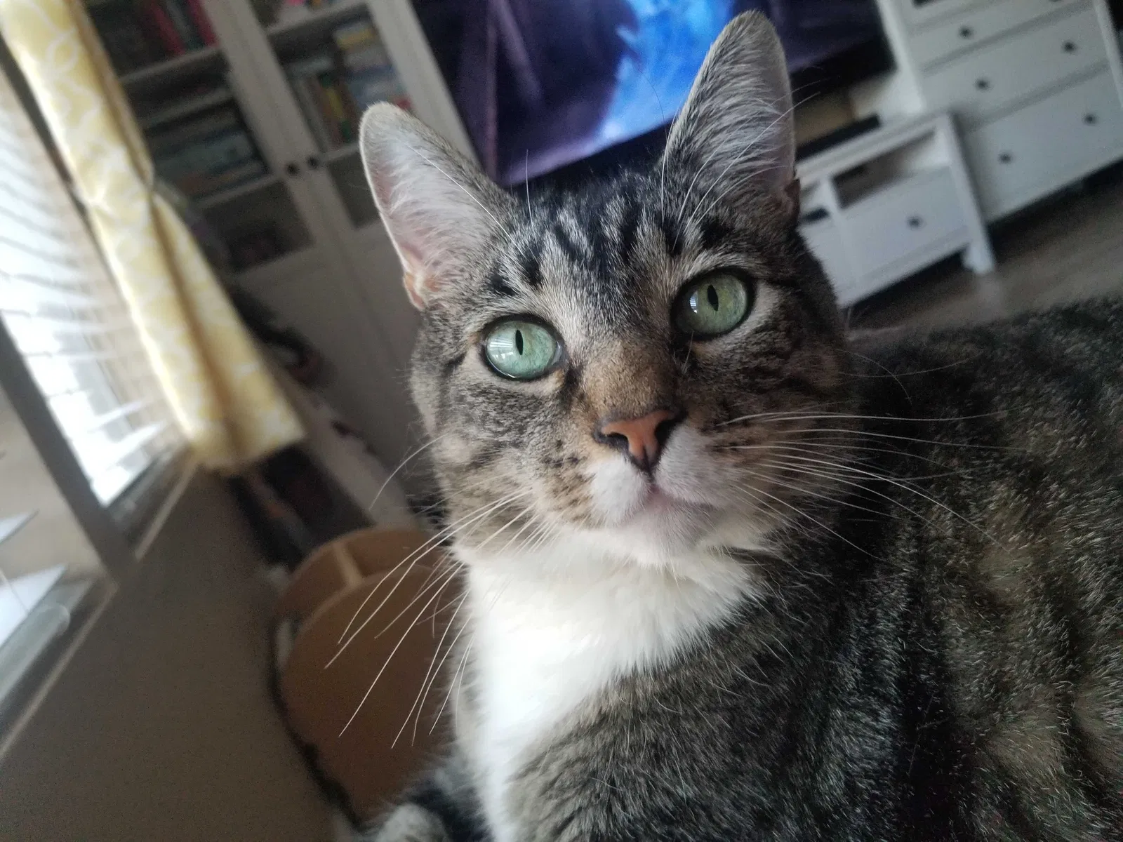 Lost cat in Henderson, NV, 89014