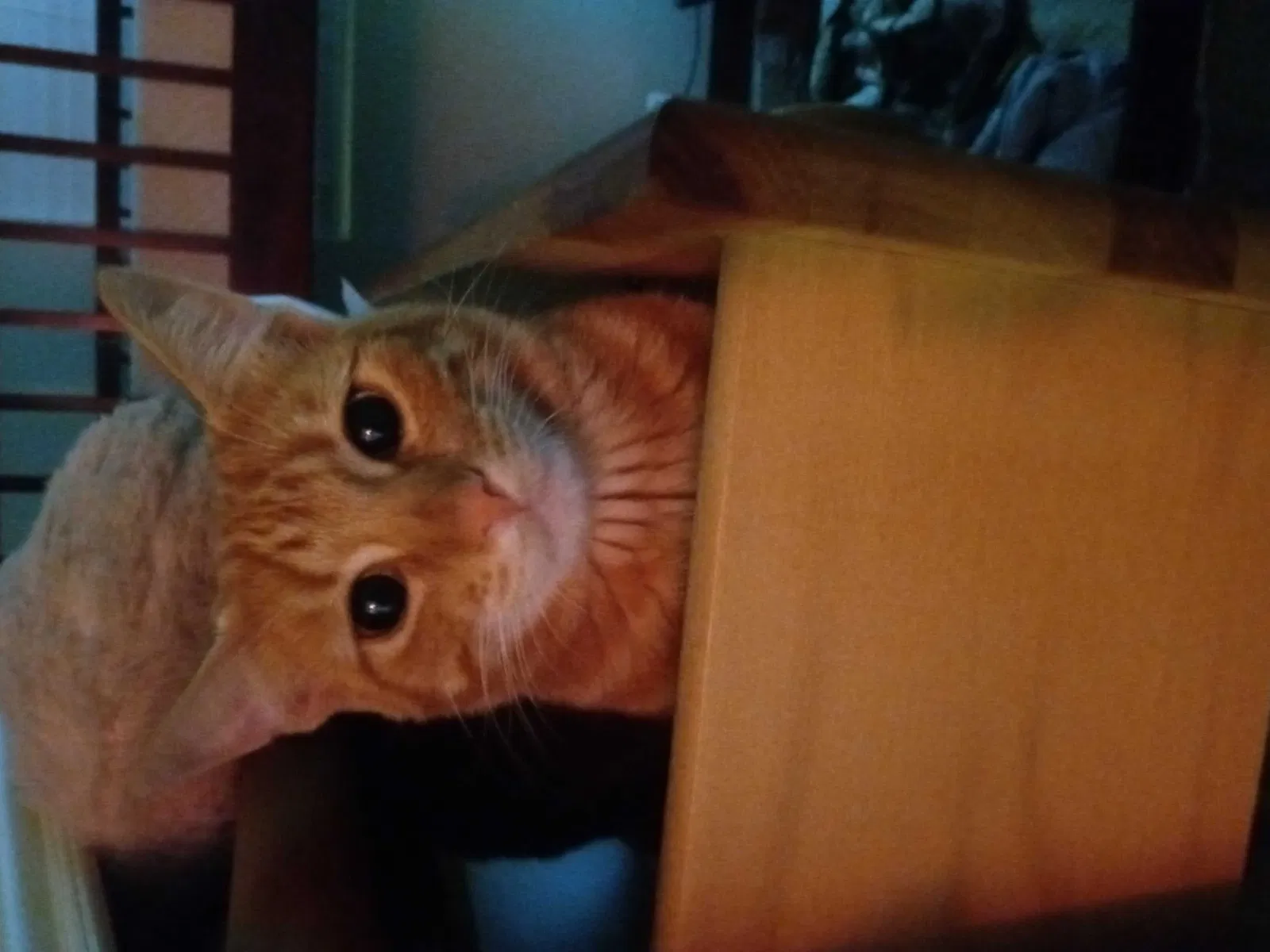 Lost cat in Phoenix, AZ, 85014