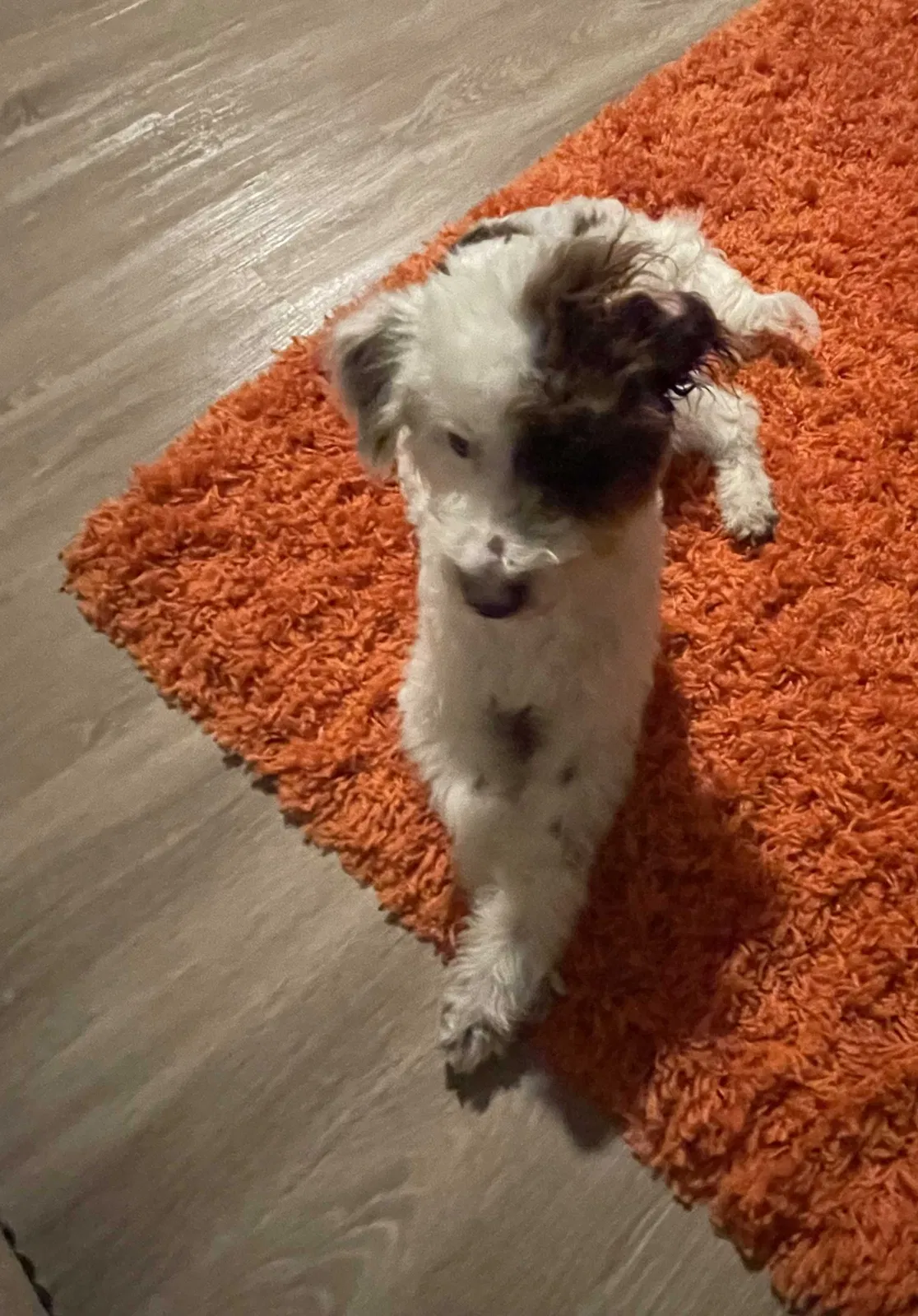 Lost dog in Houston, TX, 77007
