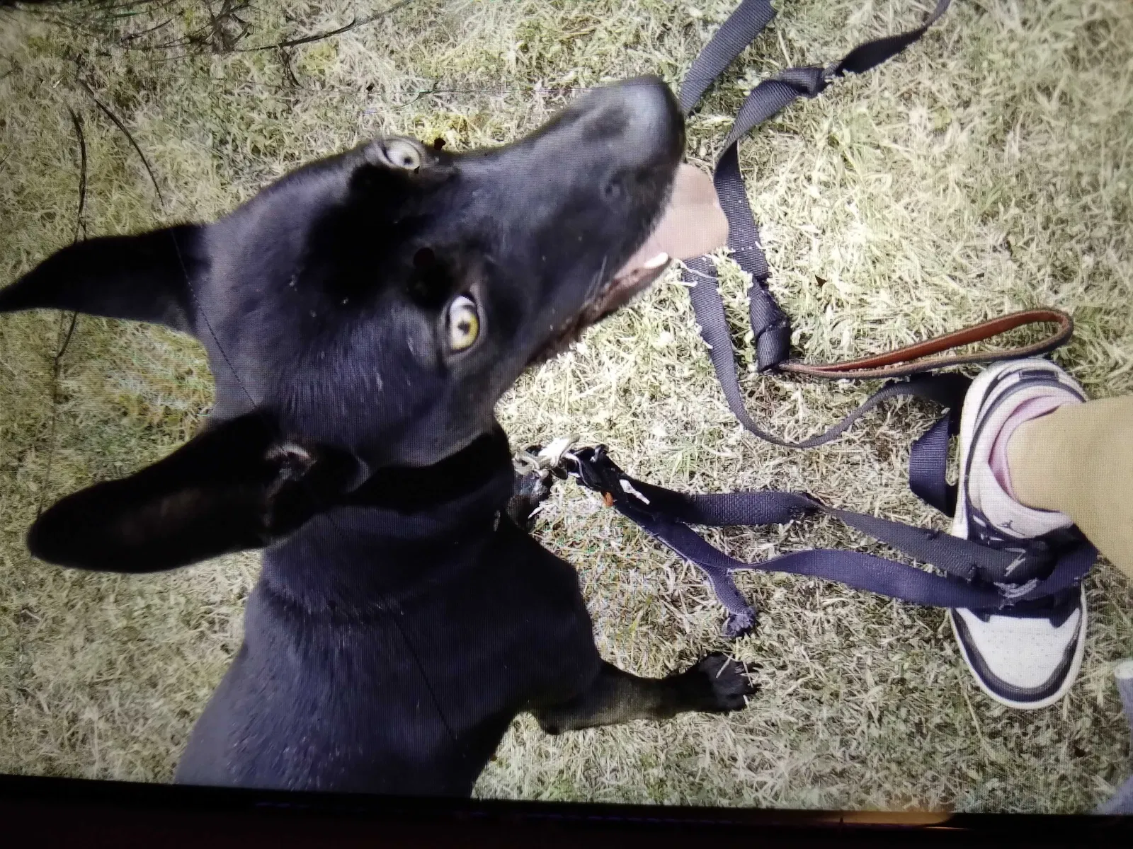 Lost dog in San Antonio, TX, 78208