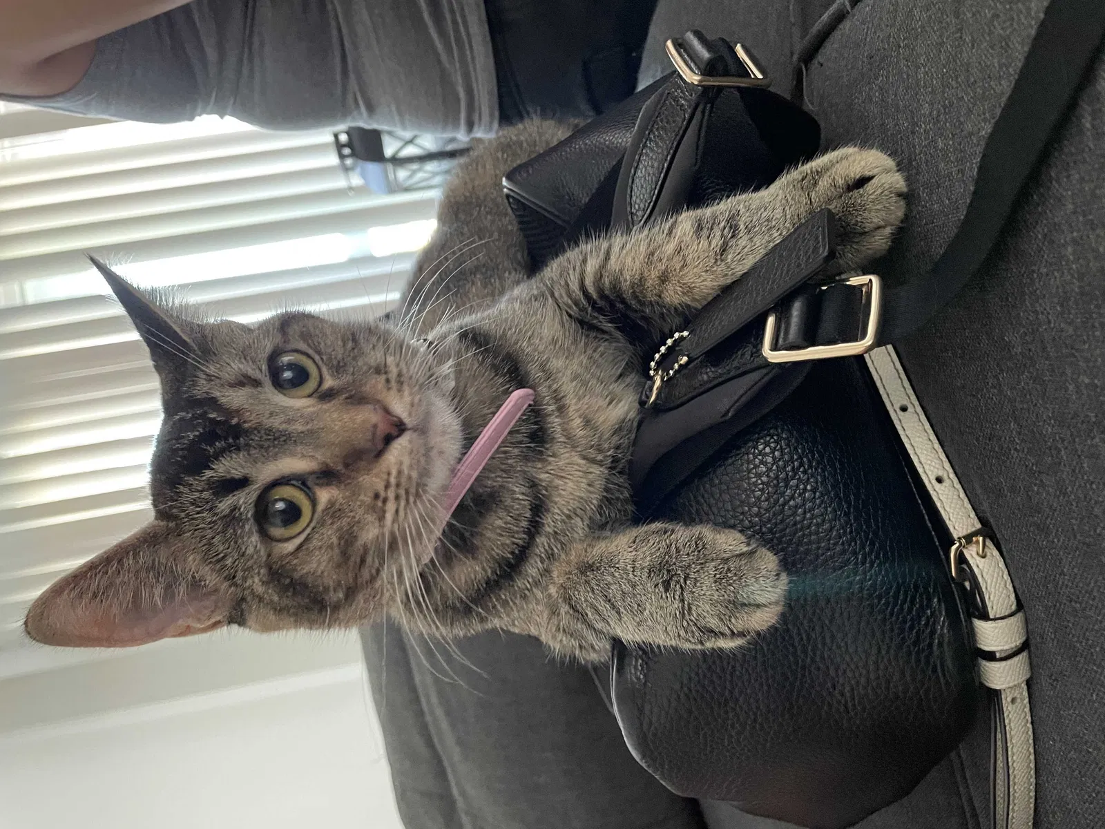 Lost cat in Phoenix, AZ, 85048