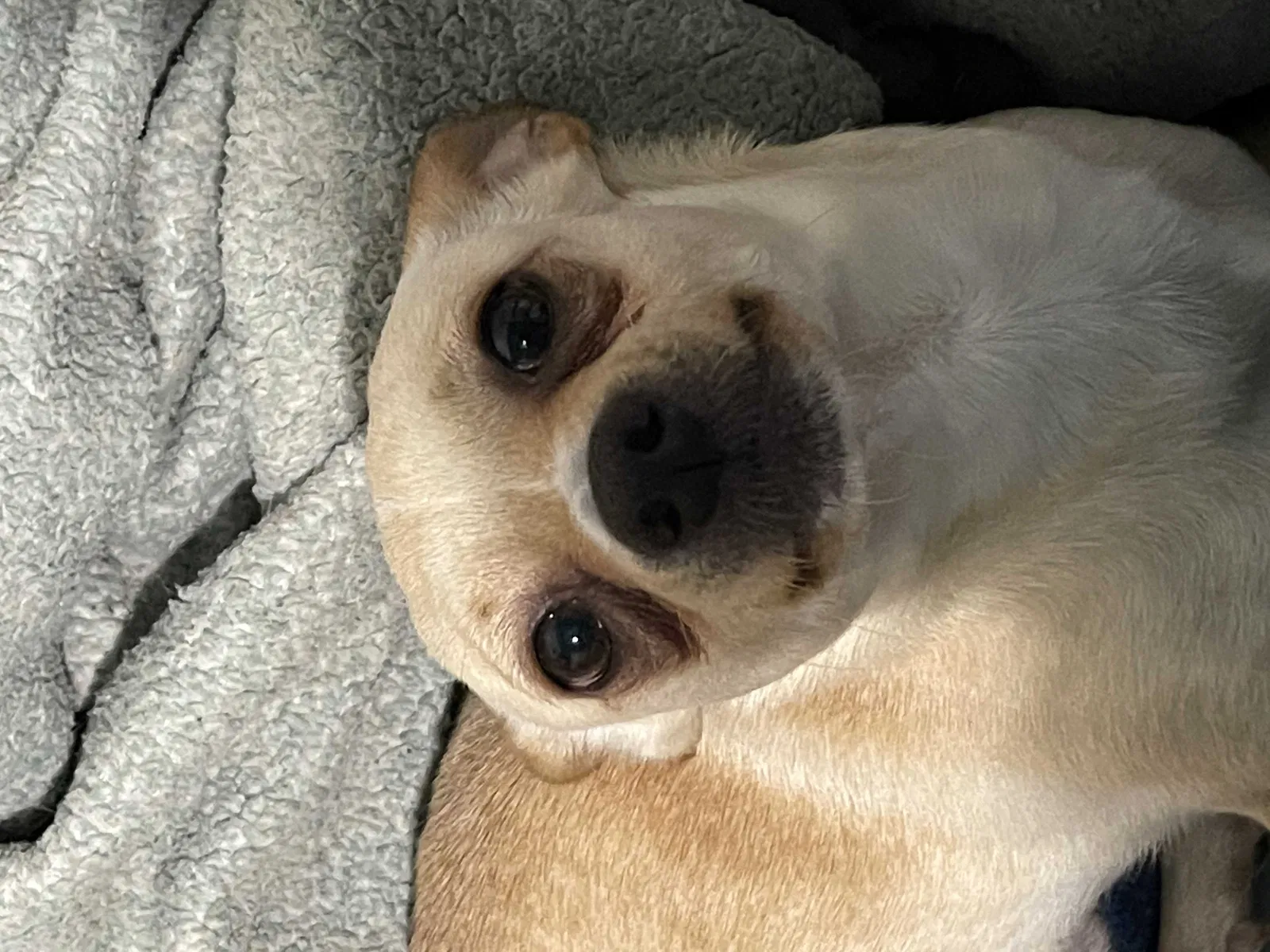 Lost dog in Detroit, MI, 48219