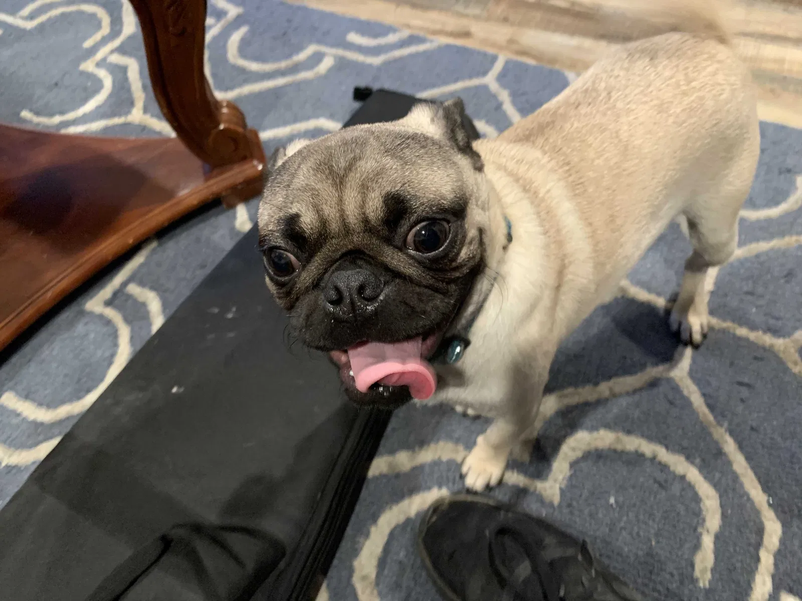 Lost dog in Oxnard, CA, 93035