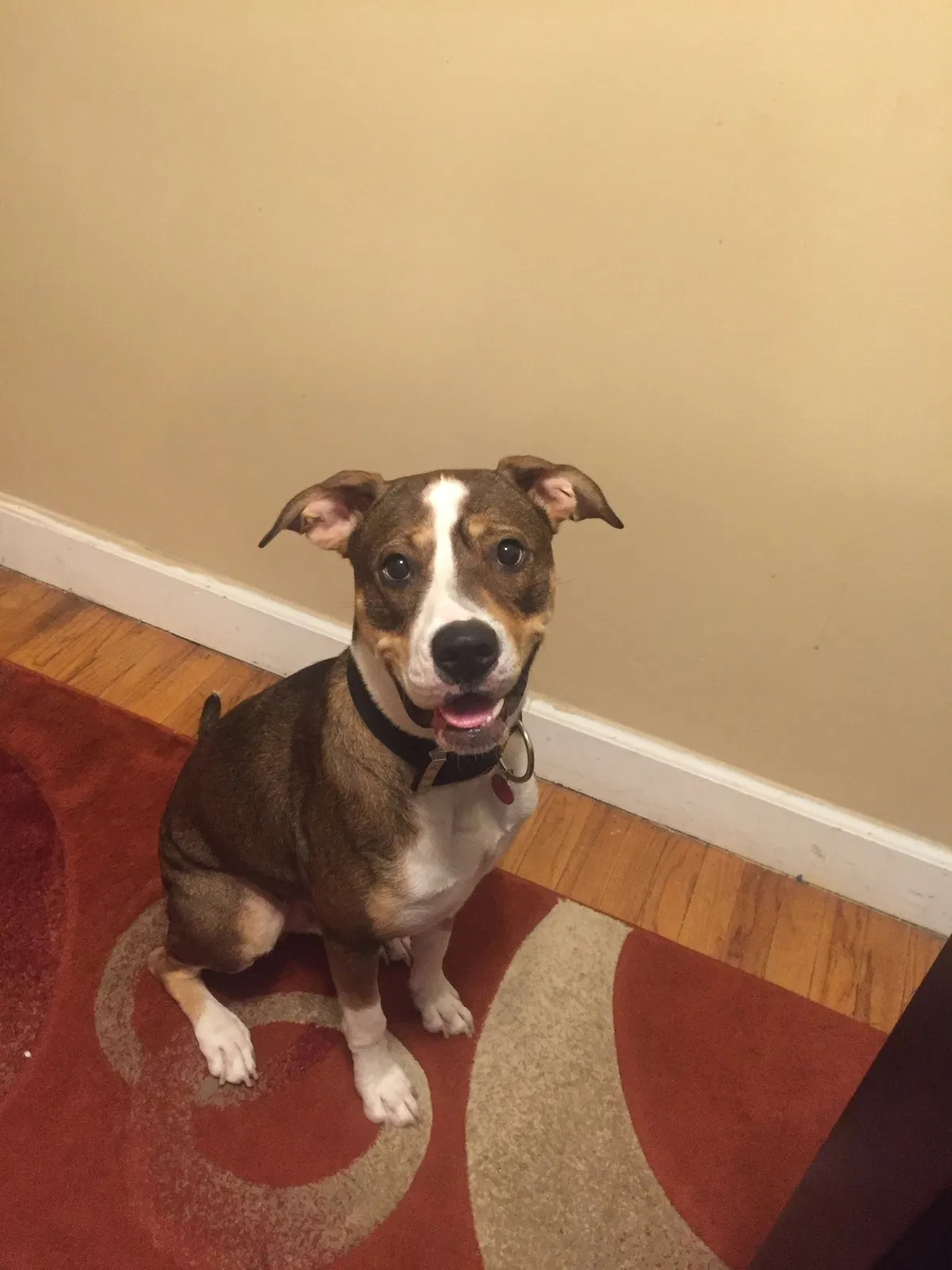Lost dog in Detroit, MI, 48219