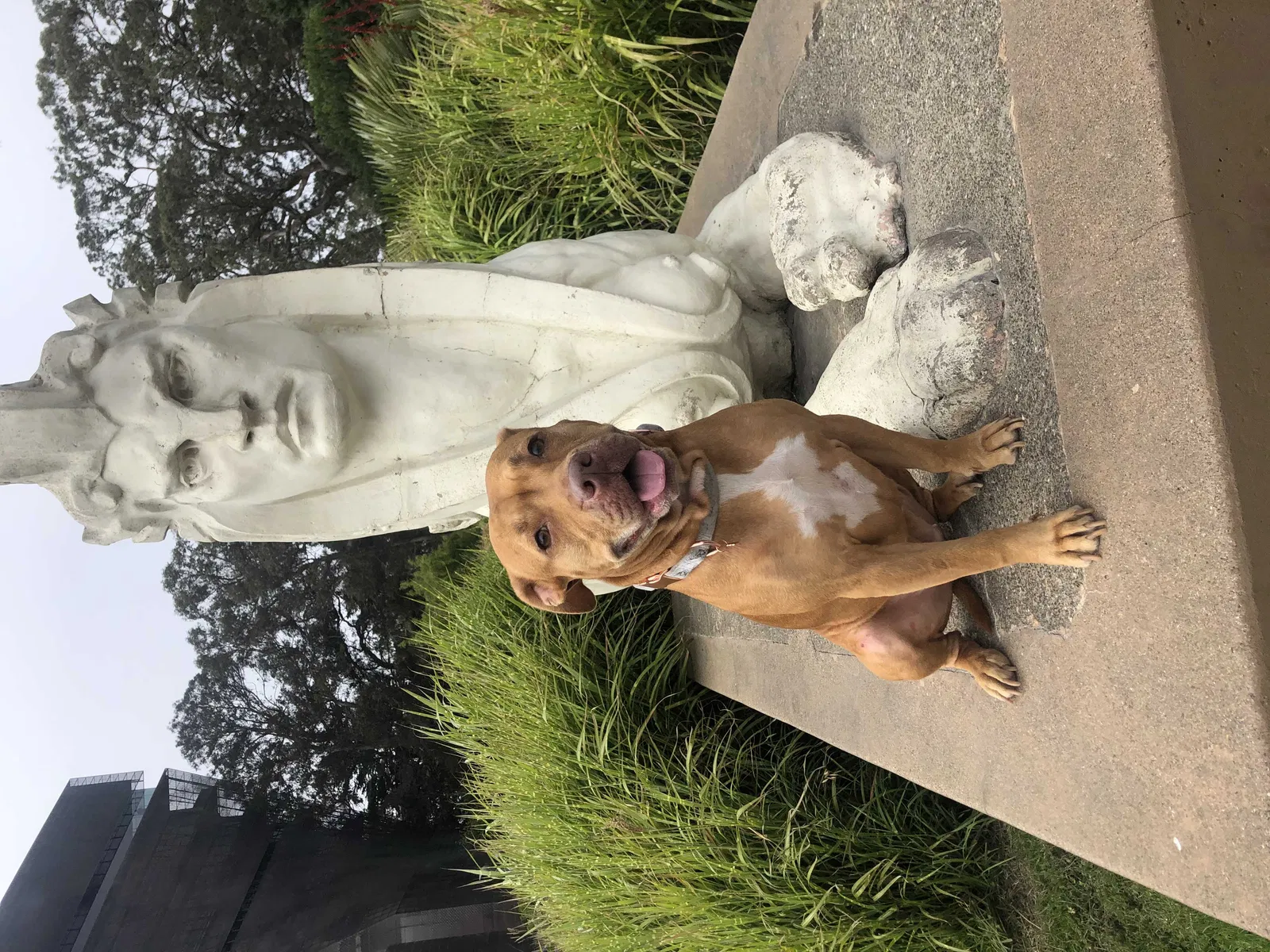 Lost dog in Concord, CA, 94520